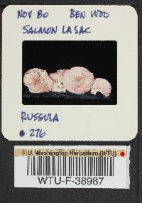 Russula pseudotsugarum image