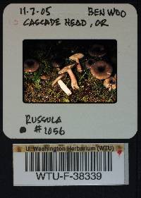 Russula queletii image