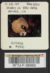 Russula pseudotsugarum image