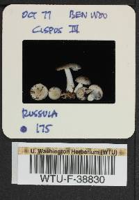 Russula stuntzii image