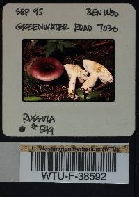 Russula salishensis image