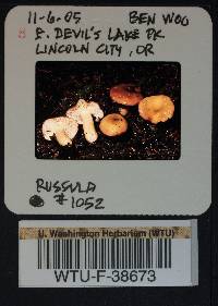 Russula parapallens image