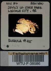 Russula queletii image