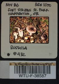 Russula queletii image