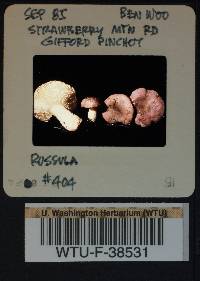 Russula hypofragilis image