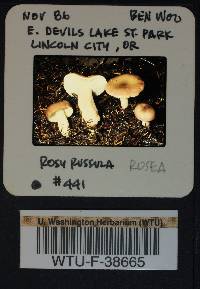 Russula parapallens image