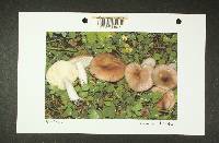 Russula pseudotsugarum image