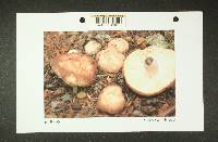 Russula mordax image