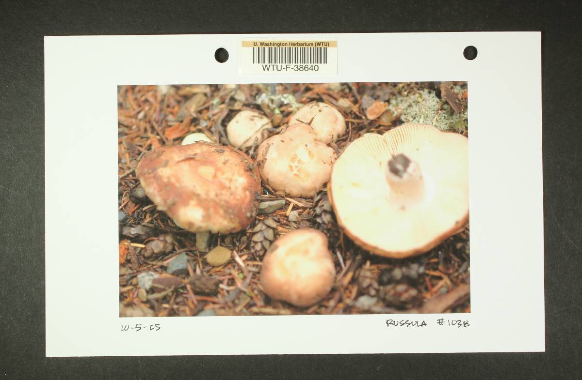Russula mordax image