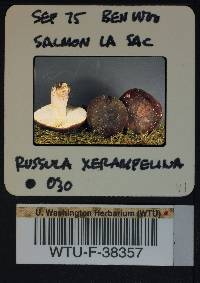 Russula xerampelina image