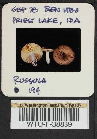 Russula sierrensis image