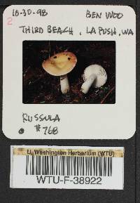 Russula emetica image