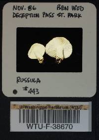 Russula montana image