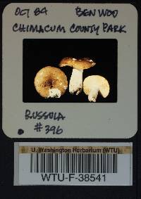 Russula vinososordida image