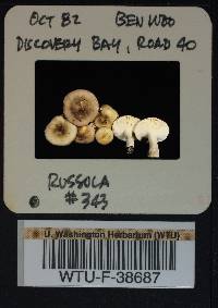 Russula obscurozelleri image