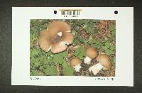 Russula viridofusca image