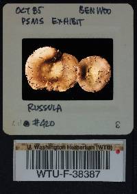 Russula benwooii image