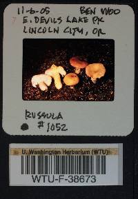 Russula parapallens image