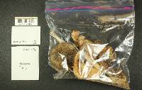 Russula benwooii image