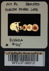 Russula salishensis image