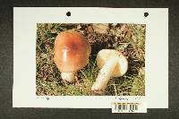 Russula zelleri image