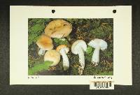 Russula emetica image