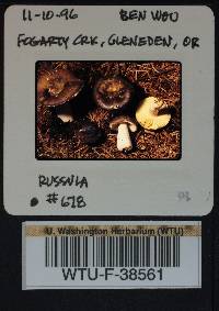 Russula zelleri image