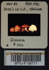 Russula rhodocephala image