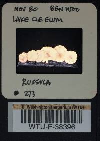 Russula salishensis image