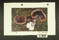 Russula queletii image