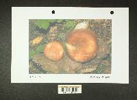 Russula mordax image