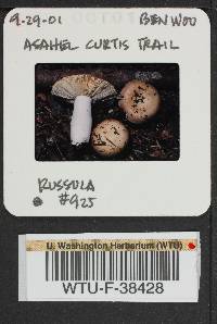 Russula mordax image