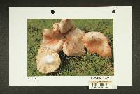 Russula zelleri image