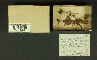 Inocybe lacera image