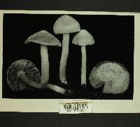 Inocybe kauffmanii image