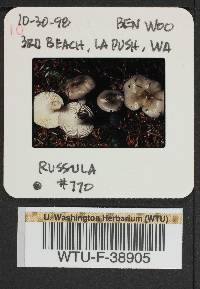 Russula phoenicea image
