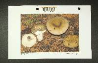 Russula occidentalis image