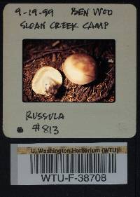 Russula viridofusca image