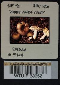 Russula xerampelina image