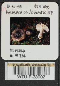 Russula queletii image