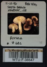 Russula phoenicea image