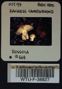 Russula mustelina image