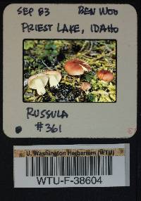 Russula rhodocephala image