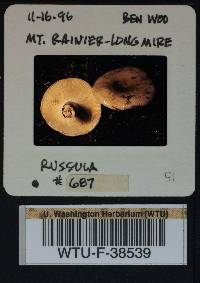 Russula viridofusca image