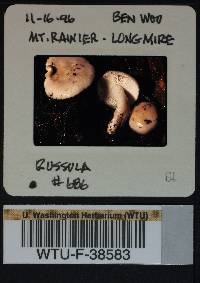 Russula stuntzii image