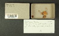 Inocybe lacera image