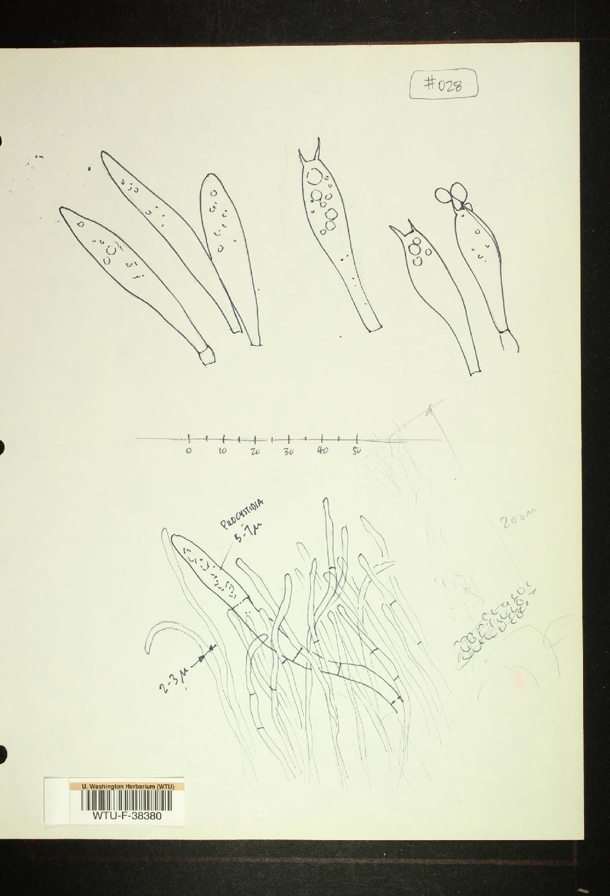 Russula placita image