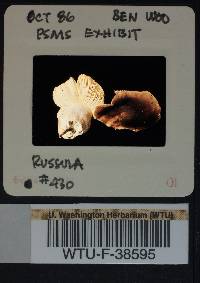 Russula mustelina image