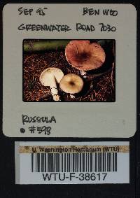 Russula salishensis image