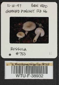 Russula montana image